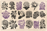 70 Vintage Rose Illustrations, an Illustration by Brigantine Designs (Thumbnail 4 of 7)