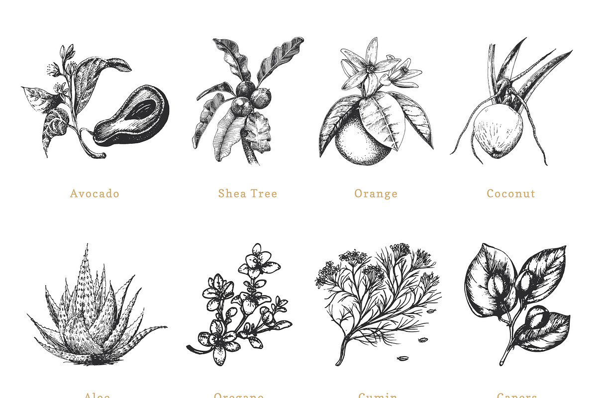 Herbs, spices, nuts & fruits. Bundle, a Food Illustration by Chewie Co (Photo 10 of 15)