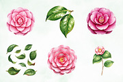 Camellia Flower Bloom PNG Clipart, an Illustration by Creative Art (Thumbnail 6 of 10)