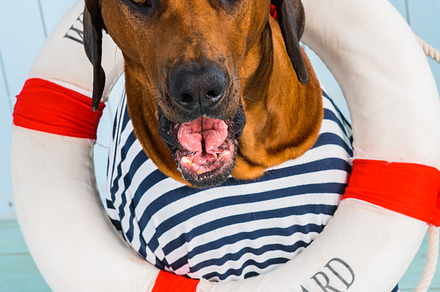 Shy rhodesian ridgeback dogsailor with lifebuoy around neck stock photo