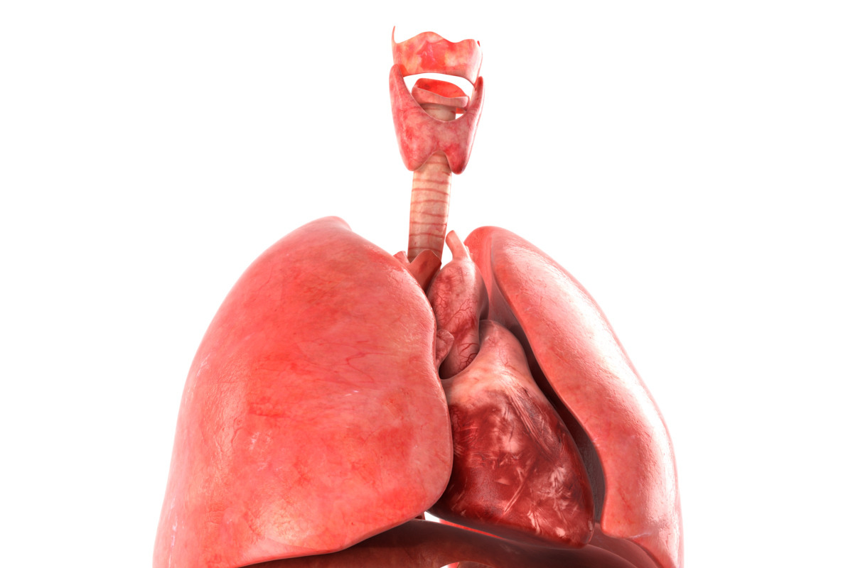 Human internal organs, a Characters & Person 3D Model by konstantin.ermolaev (Photo 8 of 46)