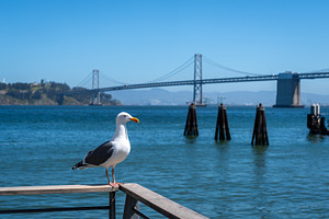 Seagull resting on a wooden railing with Oakland Bay Bridge behi, an Architecture Photo by GoodGoods