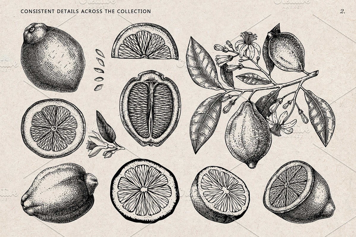 Citrus Fruit Vector Illustration Set, a Food Illustration by Yevheniia (Photo 3 of 11)