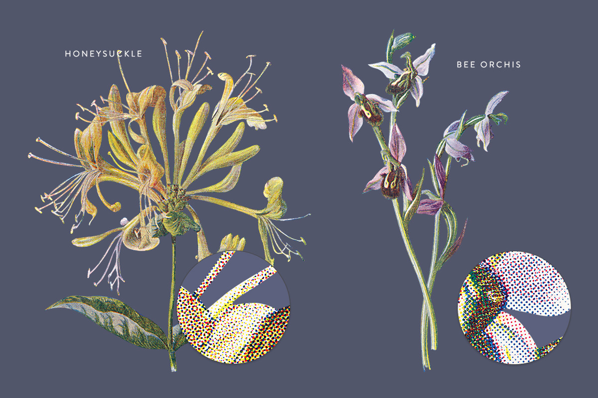 Vintage Flowers Vol.03 - Extra Large, an Illustration by Greta Ivy (Photo 3 of 15)