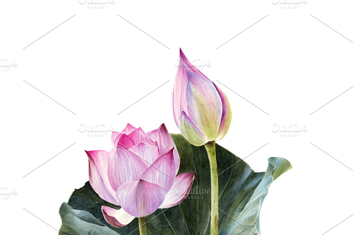 Watercolour lotus with leaves PNG, an Illustration by Verlena's Corner