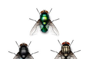 Vector Realistic Insect Bundle