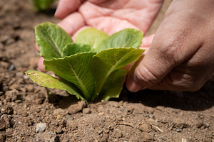 Hand Touching Young Lettuce Plant in Garden, a Nature Photo by etorres69