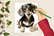 Dachshund Clipart Cozy Dog Png, an Illustration by DreamCafeArt (Thumbnail 6 of 6)