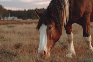 Horse grazing at sunset, a Photo by Beautiful things