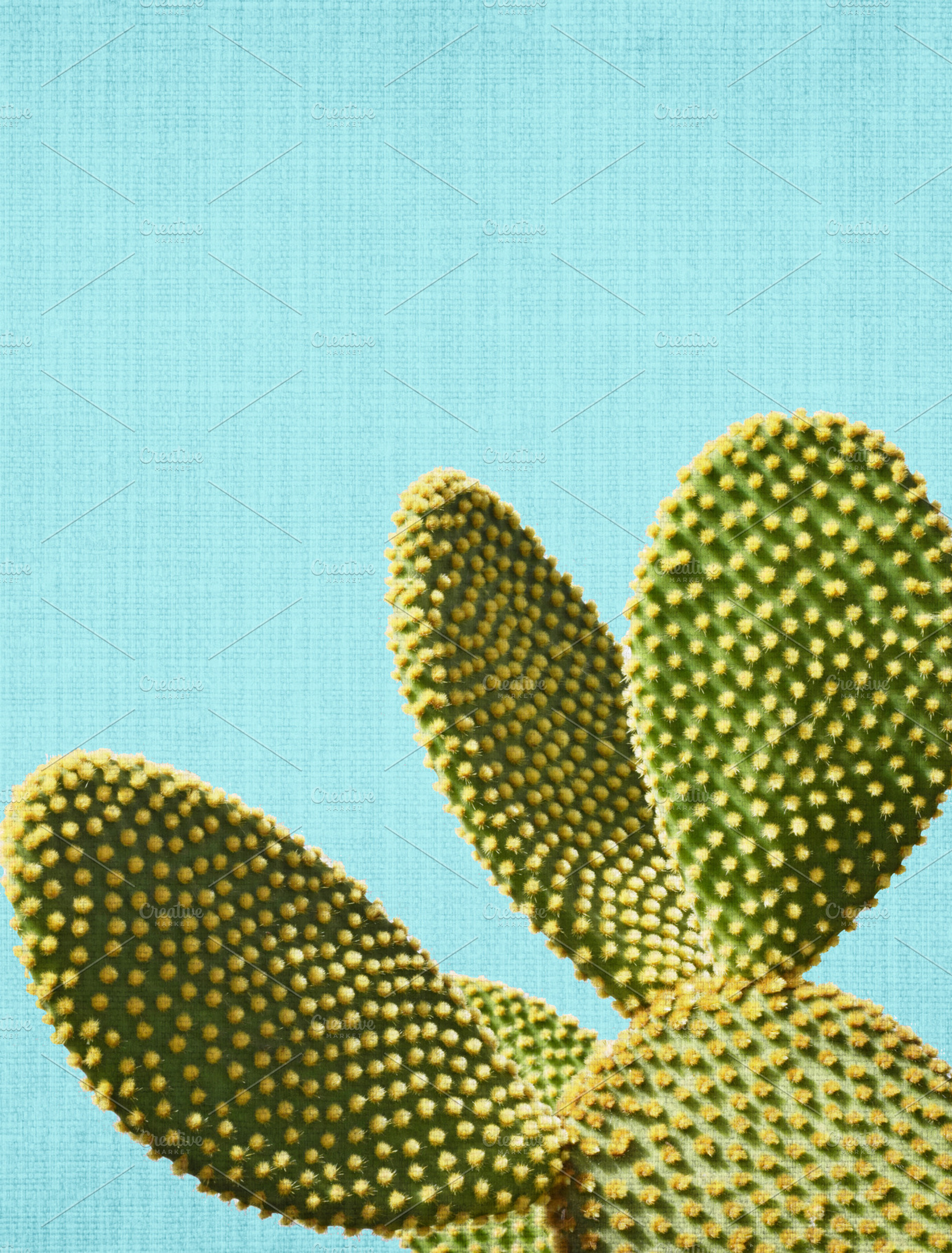 Cactus in Blue Background, a Nature Photo by beguima