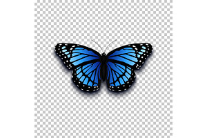 Realistic Butterfly Icon.