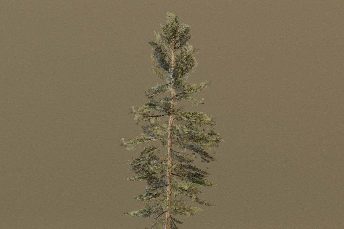The Scots Pine Tree, a Plants & Tree 3D Model by FuturePastCreatives (Photo 3 of 8)