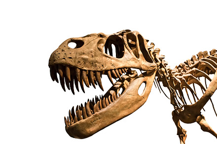 Tyrannosaurus rex skeleton featuring ancient, animal, and background