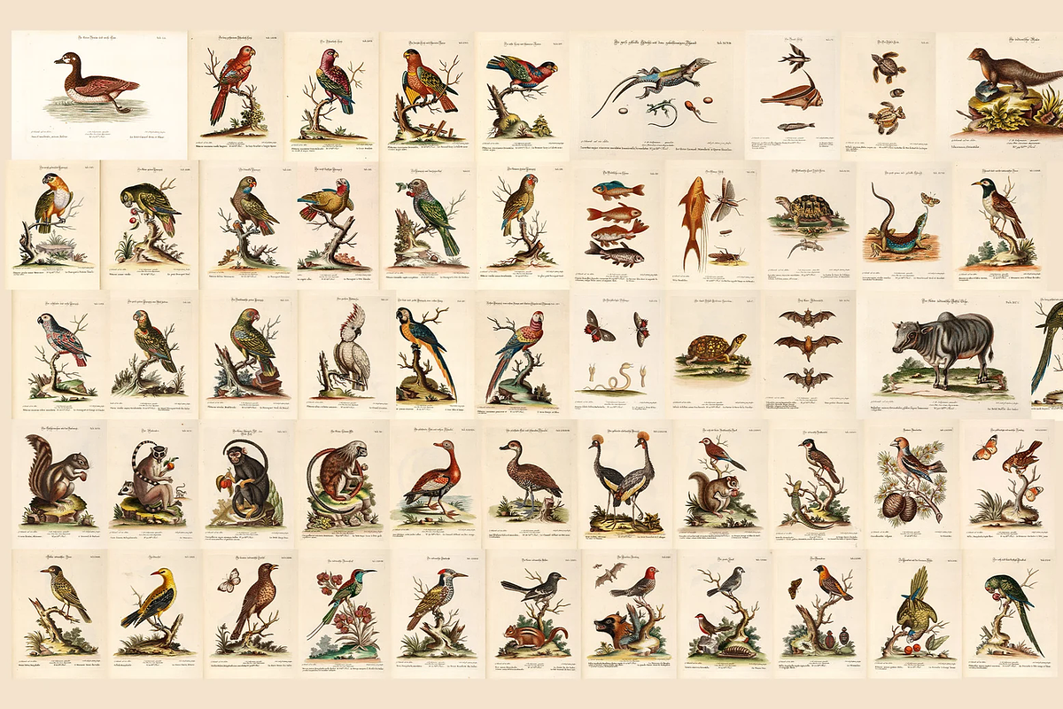 100+ Johann Michael Seligmann, an Animal Illustration by Digital Museum (Photo 3 of 10)