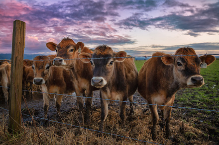 Cows at sunset containing cow, sunset, and farm
