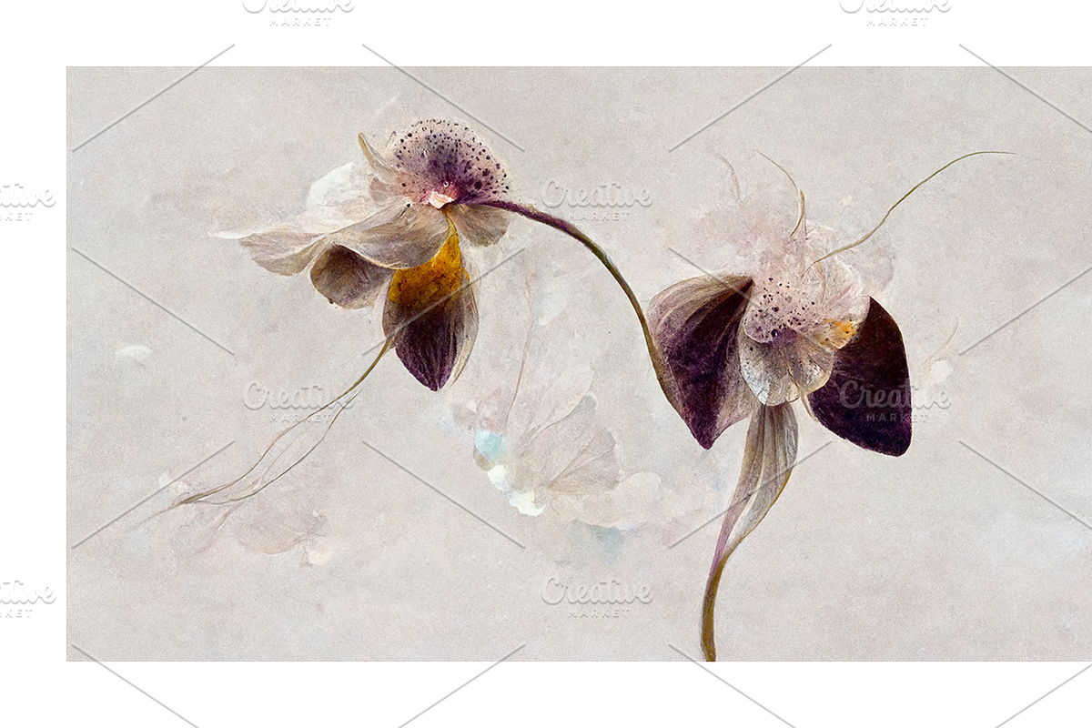 Orid Co. Orchid Flower art, a Texture Illustration by milatovar (Photo 11 of 16)