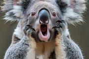 236 surprised animals, an Animal Photo by Handmadefont (Thumbnail 75 of 241)