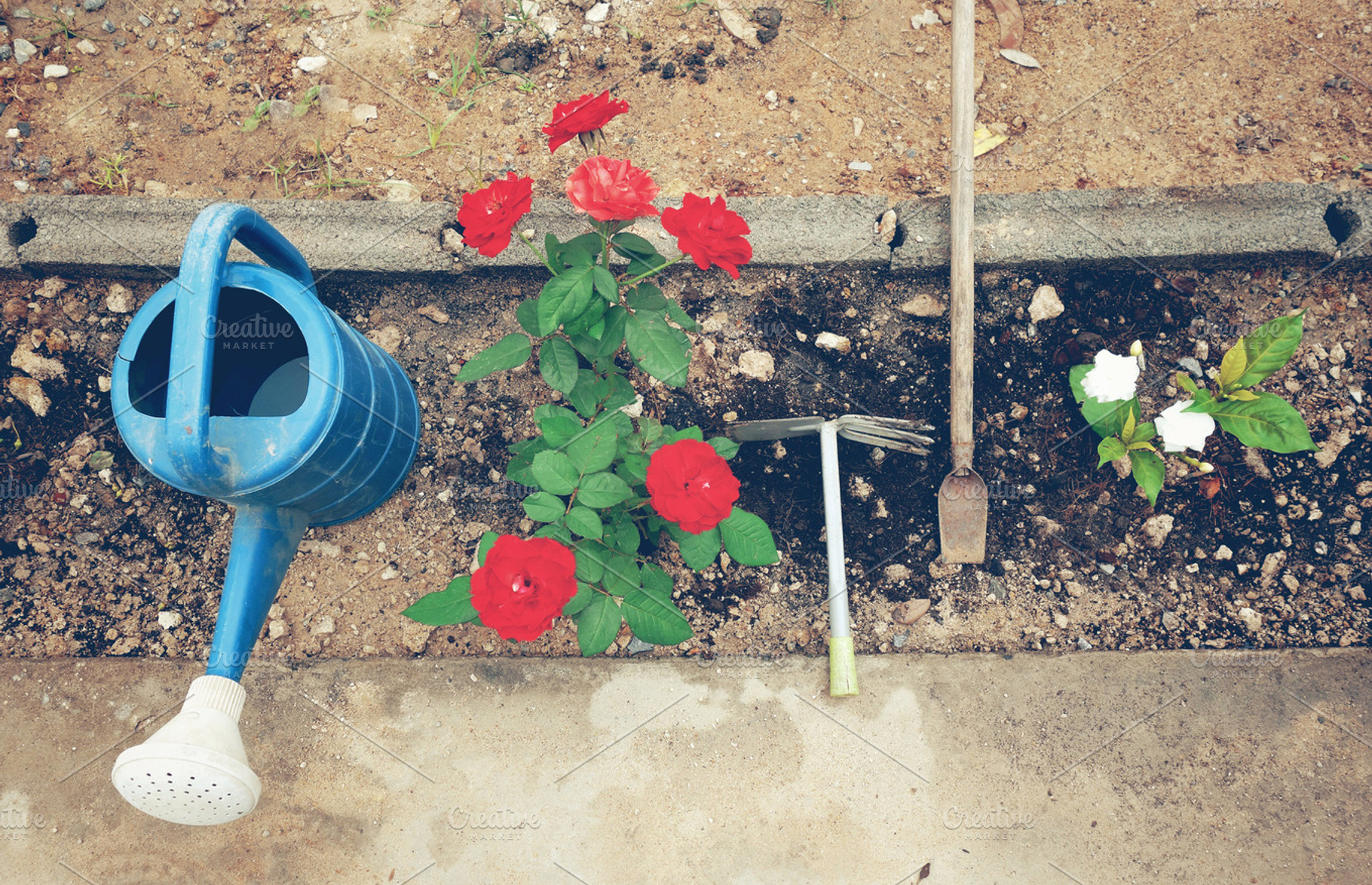 Little garden with gardening tools containing garden, rose, and flower