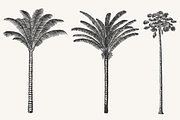 Palm Tree Vector Illustration Bundle, an Illustration by Kusumaillustration (Thumbnail 6 of 15)