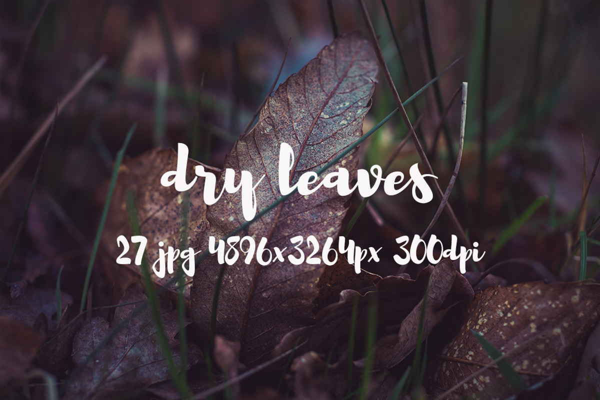 Dry leaves, a Templates & Theme by ApertureVintage (Photo 12 of 16)