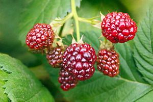 Red berries, a Photo by saiko3p