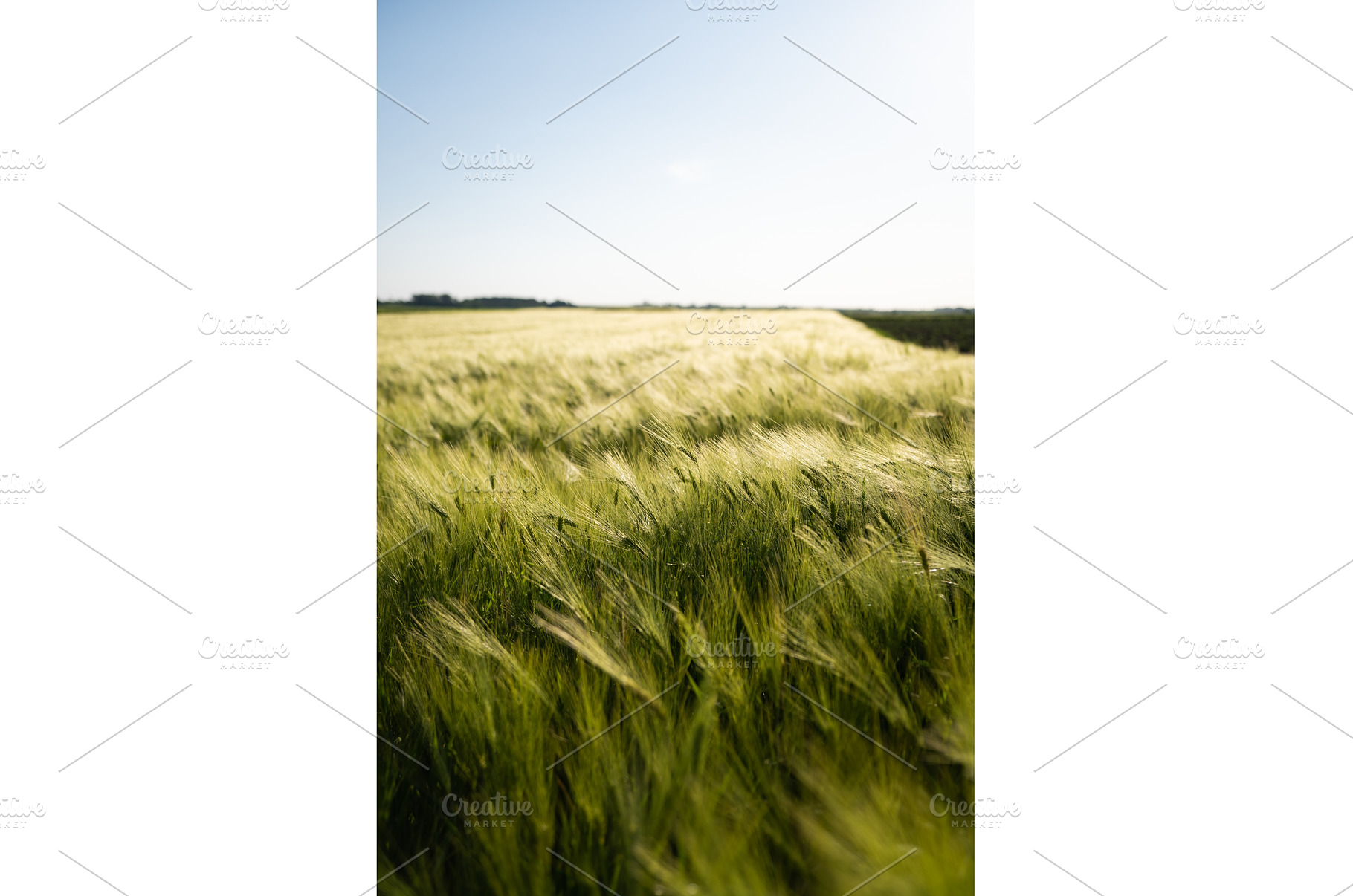 Young green barley growing on a, a Nature Photo by volodymyrshtun13795