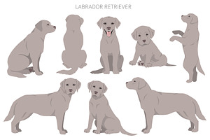 Labrador Retriever Clipart