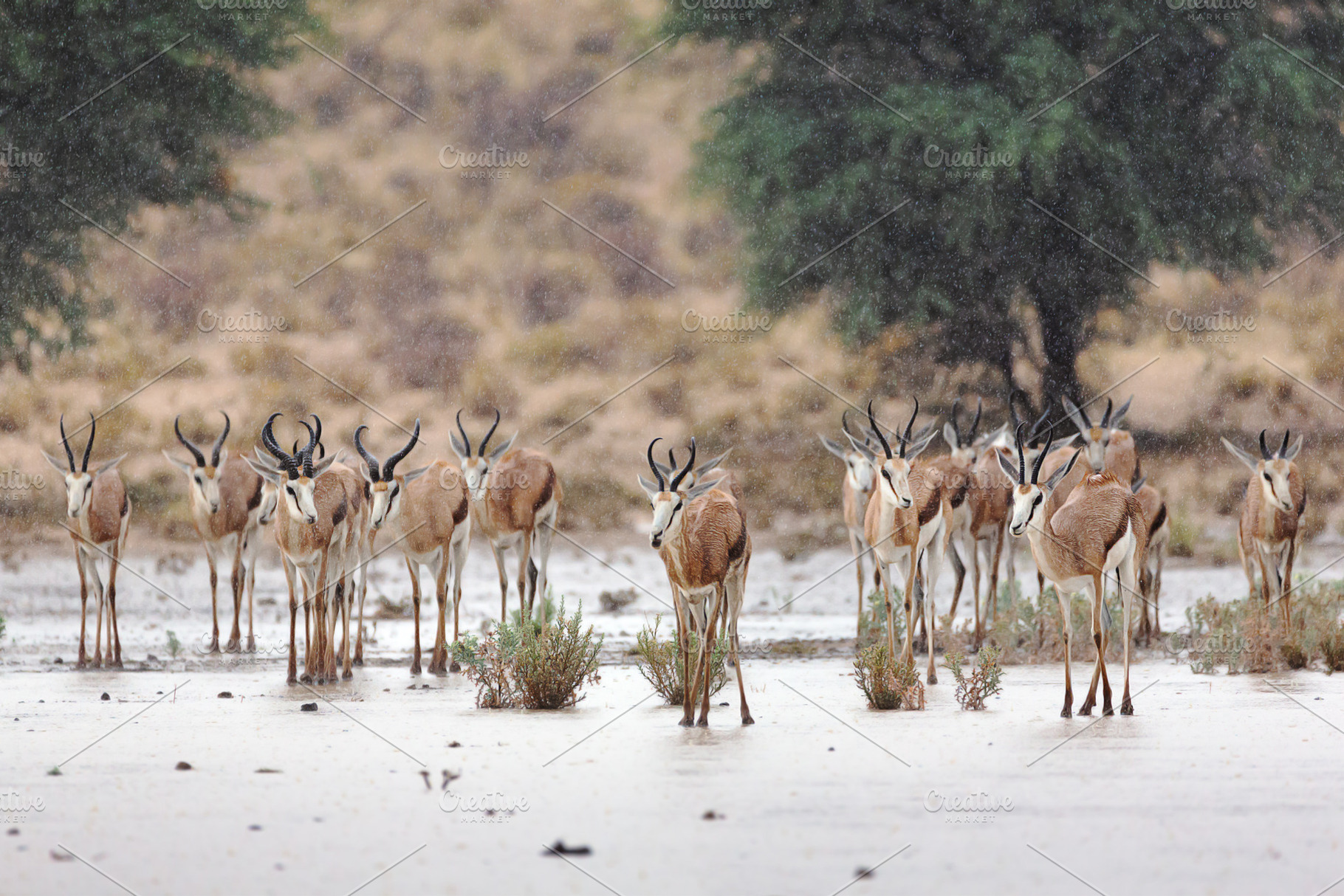 Springbok in the rain, an Animal Photo by Etienne & Yolandi Outram