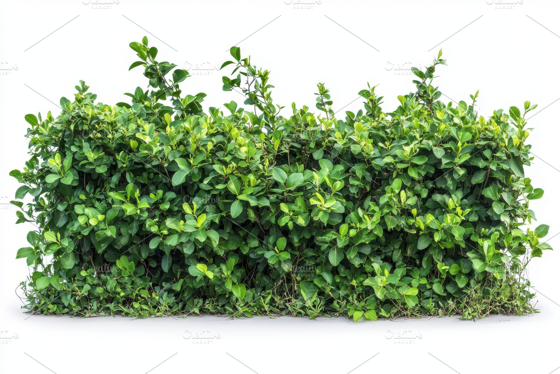 Lush green hedge isolated on white b, a Photo by Pixeness Studio