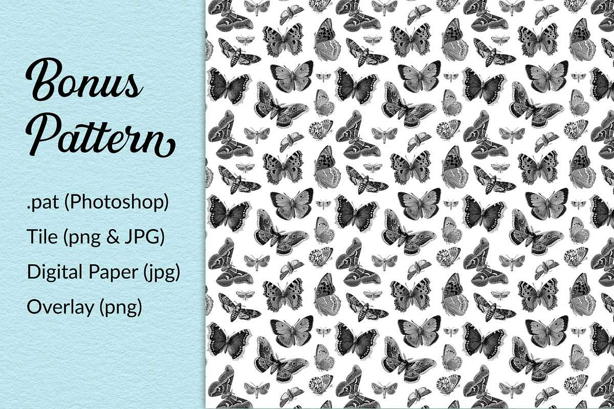 Les Papillons No 1, an Animal Illustration by French Kiss Collections (Photo 5 of 7)