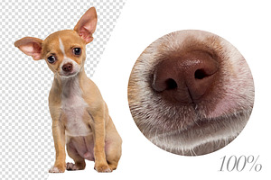 100 Dogs Bundle - Cut-out Pictures