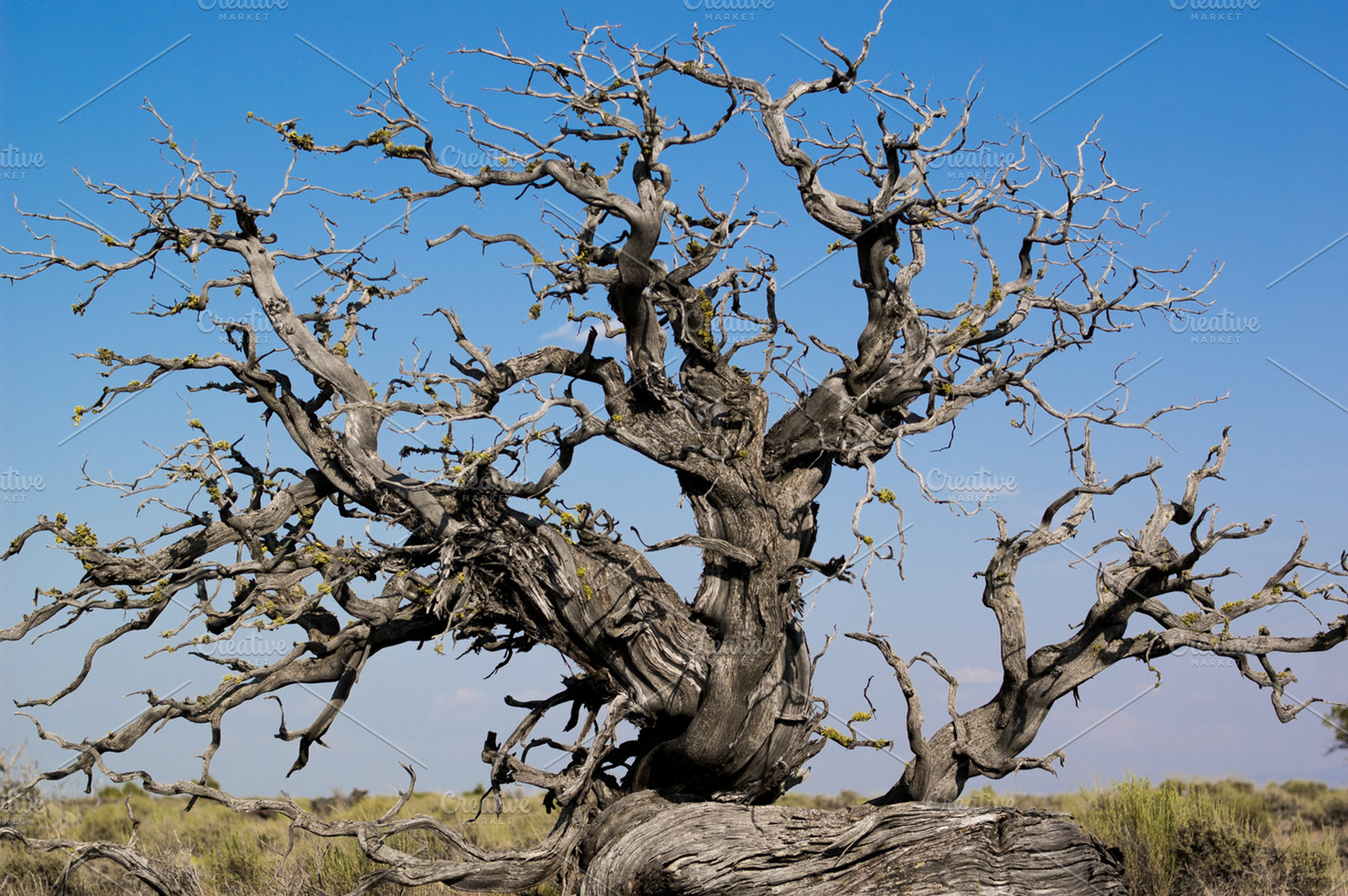 Gnarled Tree