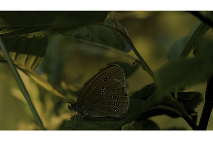 Close up of a butterfly on a green, a Nature Photo by Media Whale Stock