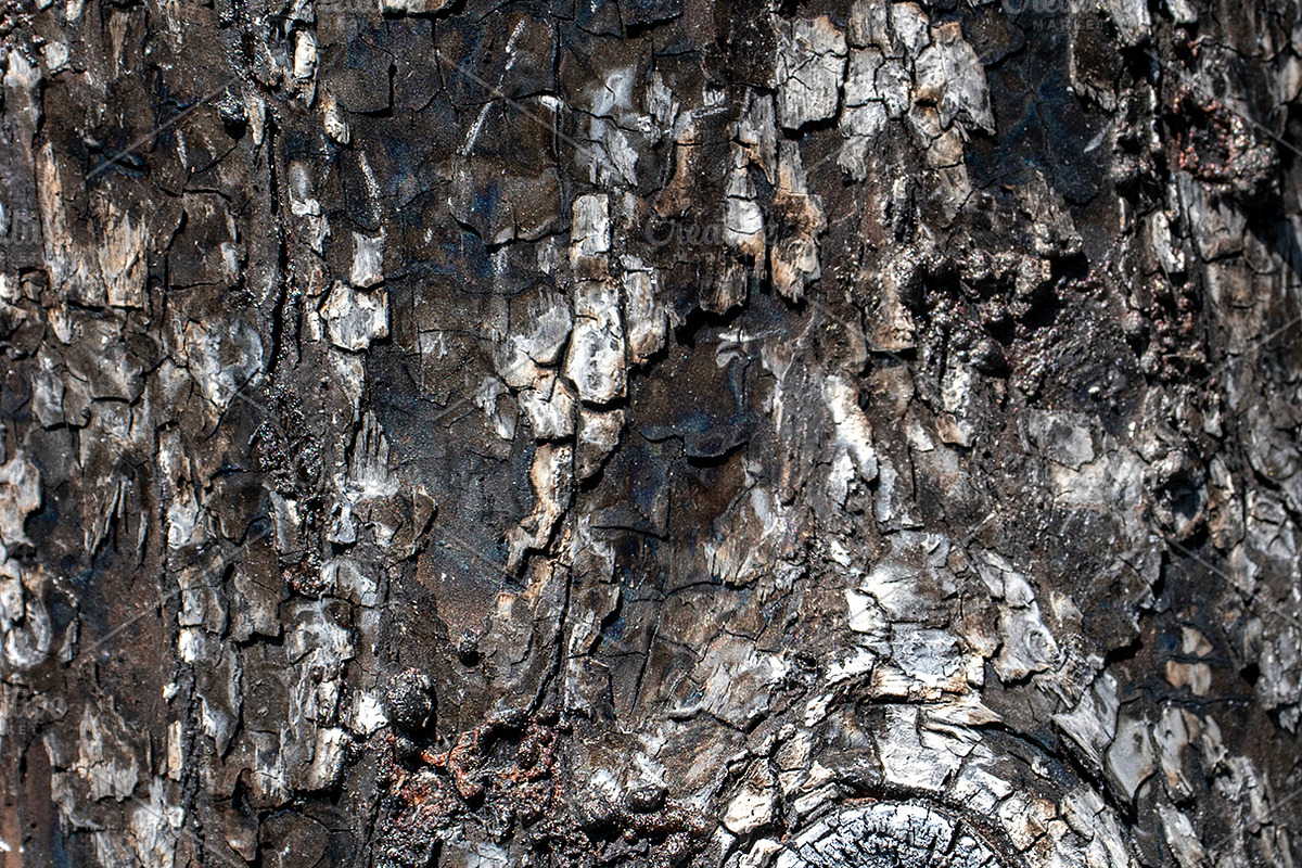 A close-up image of a texture tree, a Background Photo by Schreibikus (Photo 6 of 10)