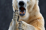 236 surprised animals, an Animal Photo by Handmadefont (Thumbnail 139 of 241)