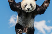 116 Flying animals, an Animal Photo by Handmadefont (Thumbnail 86 of 119)