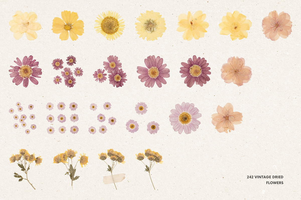 242 Vintage Dried Flowers, an Object Graphic by Ksuview (Photo 3 of 11)