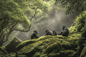 Gorillas gather on rocks in a forest, a Photo by Pavel_design