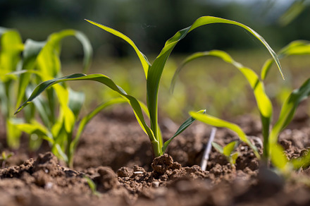 field with fresh corn sprouts in fertile soil with fertilizers, a field with or
