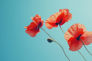 Red poppies vs. blue sky, a Photo by Beautiful things