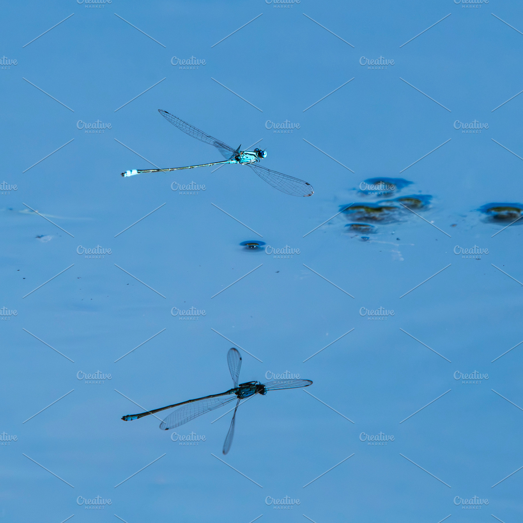 Blue Damselfly, an Animal Photo by Rob D Animal Photography