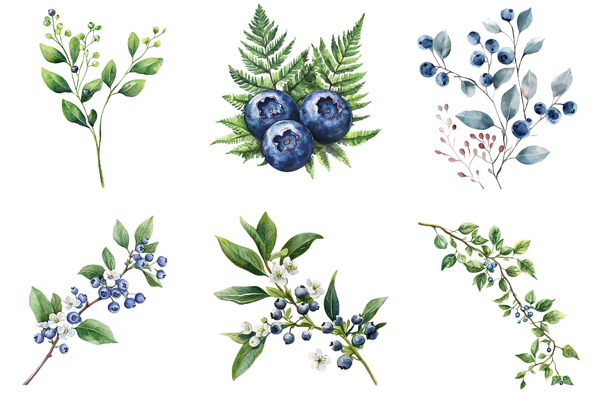 Watercolor Blueberries Clipart, an Illustration by Libby Wishes (Photo 3 of 11)