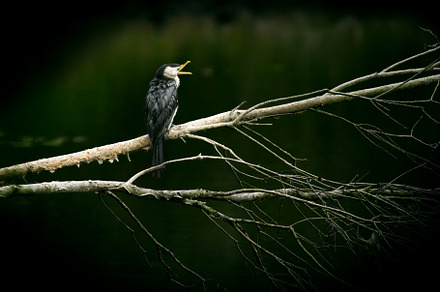 Little Pied Cormorant, an Animal Photo by Rob D