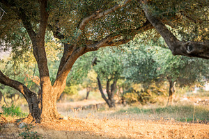 Olive trees garden., a Nature Photo by Volff