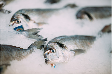 Delicious fresh fish on ice on, a Food & Drink Photo by Our Amazing World
