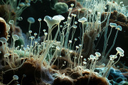 72 Microscopic Fungi Backgrounds, a Background Graphic by h.utomo (Thumbnail 58 of 72)
