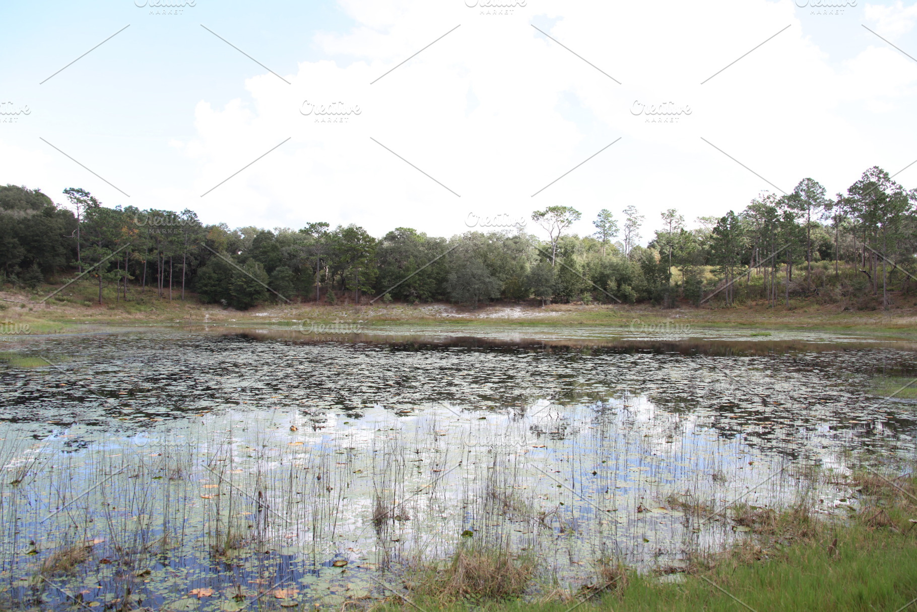 Lake in Gold Head Branch State Park, a Nature Photo by Viktor