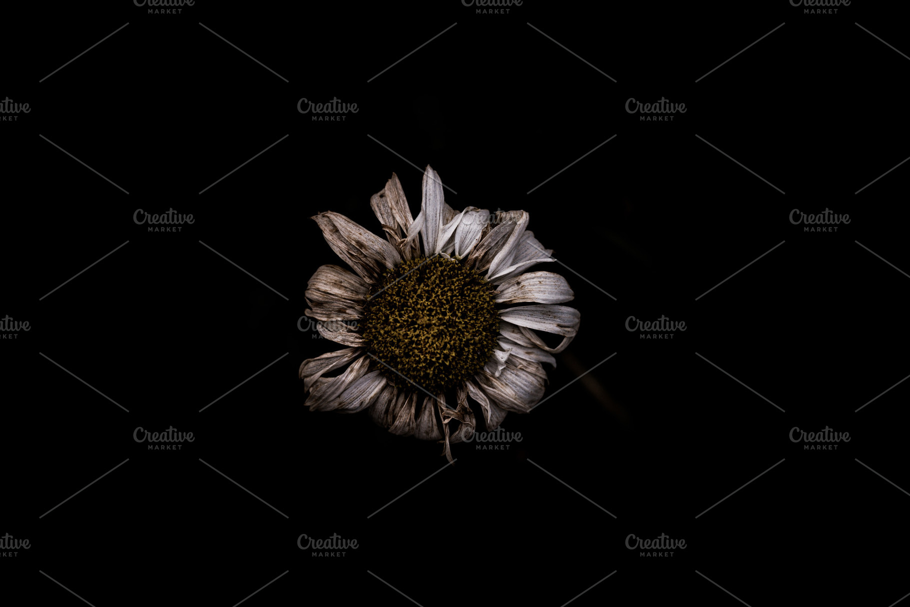 Dying Flower, a Nature Photo by Lavonne's Shop
