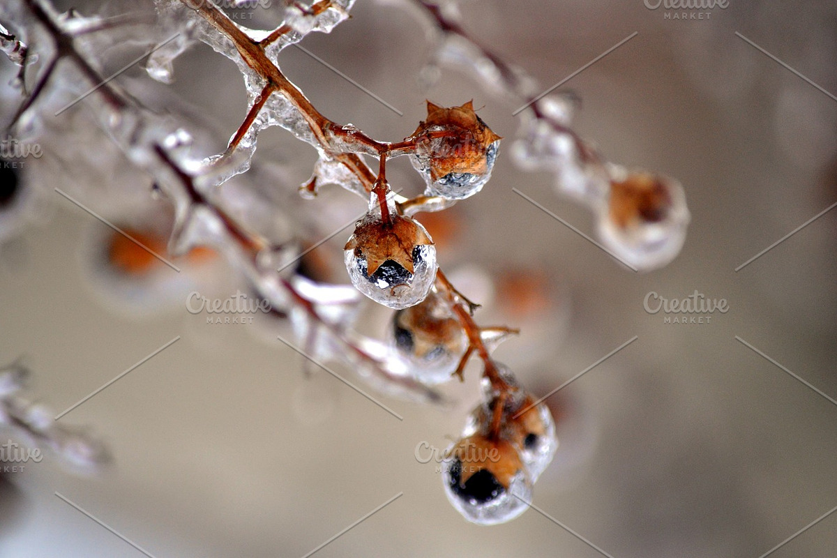 WINTERS FROST PHOTO BUNDLE, a Nature Photo by KABSPHOTOGRAPHY (Photo 7 of 8)