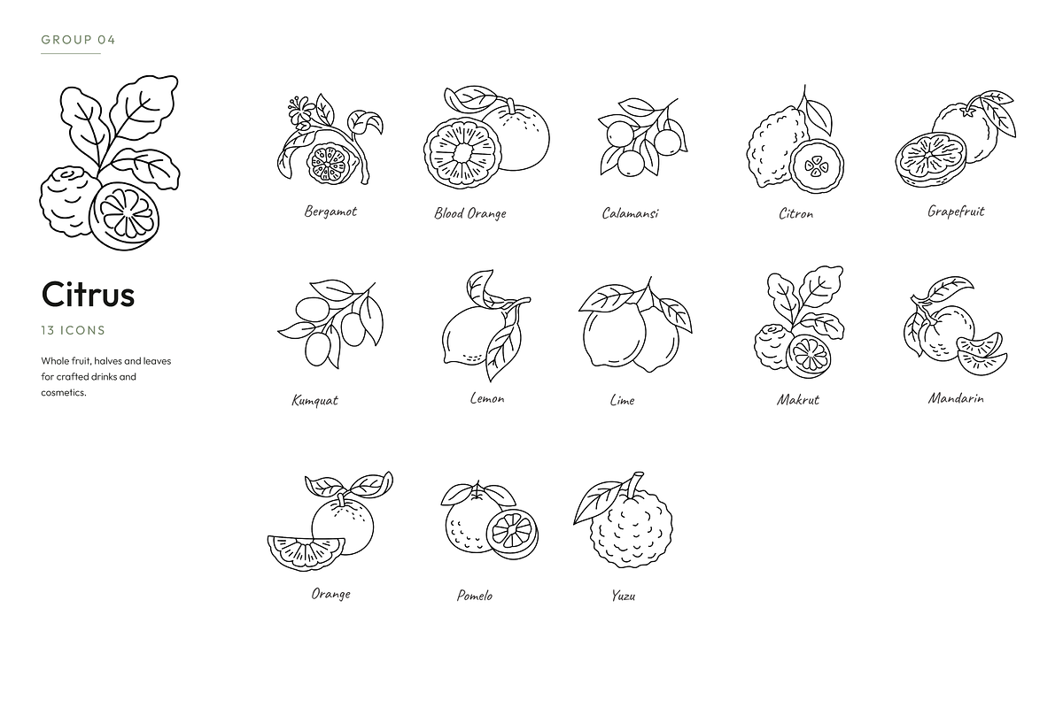 180 Botanical Ingredient Line Icons, an Outline Icon by Ilia Design (Photo 5 of 13)